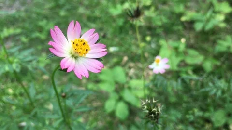 Bloosom Flower Stock Footage 127296122