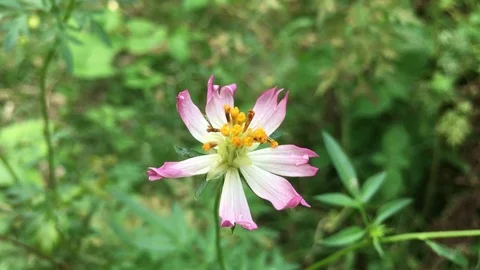 Bloosom flower Stock Footage 127296127