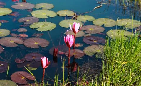 Bloosom flower at pond Stock Photos