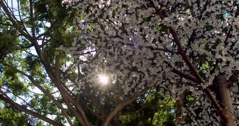 Bloosom tree in the morning Video stock 192262419