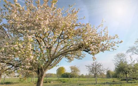 Bloossoming apple tree Stock Photos