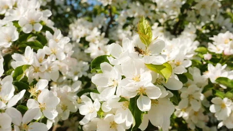 Blosoming apple fruit trees in orchard in springtime Stockbeeldmateriaal 89778131