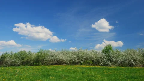 Blosoming apple fruit trees in orchard in springtime Vidéo 89778135