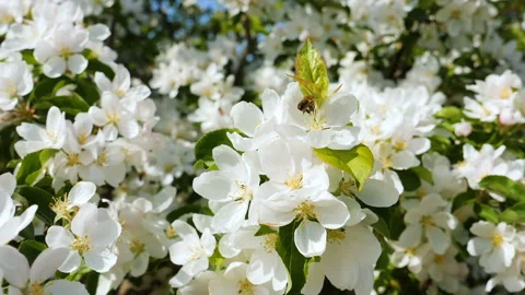 Blosoming apple fruit trees in orchard in springtime Stock-Footage 89778158