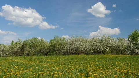 Blosoming apple fruit trees in orchard in springtime Stock-Footage 89778509