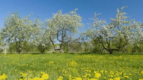 Blosoming apple fruit trees in orchard in springtime 스톡 동영상 89778519
