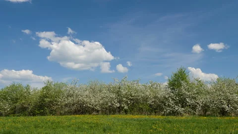 Blosoming apple fruit trees in orchard in springtime Stock-Footage 89778555