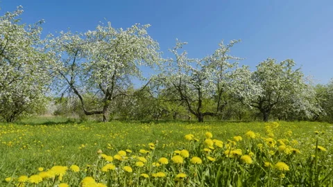 Blosoming apple fruit trees in orchard in springtime Stock-Footage 89778696