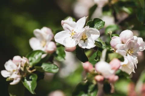 Blosoming branch of a tree close-up, spring. Stock Photos