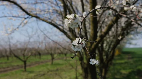 Blosoom of the apple tree. Branch with blosoom. Vídeos de archivo 61130310
