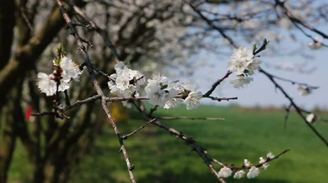 Blosoom of the apple tree. Branch with blosoom. Vidéo 61130653