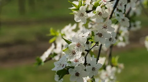 Blosoom of the apple tree. Branch with blosoom. 库存影片 61131029