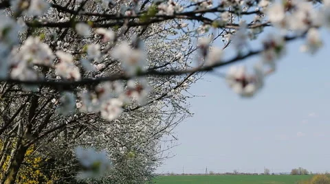 Blosoom of the apple tree. Branch with blosoom. Stock Footage 61131236