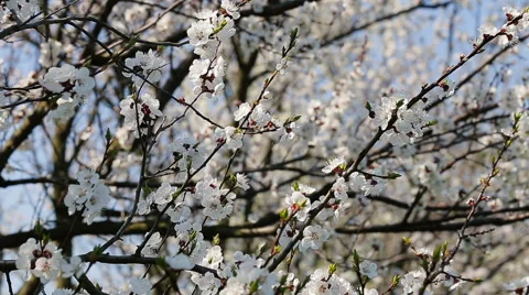 Blosoom of the apple tree. Branch with blosoom. Stock Footage 61131596