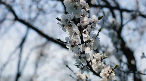 Blosoom of the apple tree. Branch with blosoom. Vídeo Stock 61131940