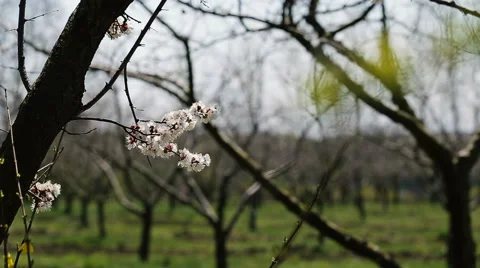 Blosoom of the apple tree. Branch with blosoom. Vidéo 61133022