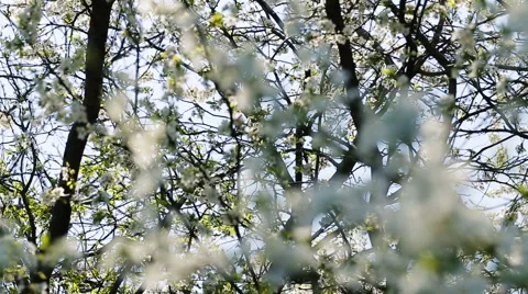 Blosoom of the apple tree. Branch with blosoom. Stock Footage 61133940