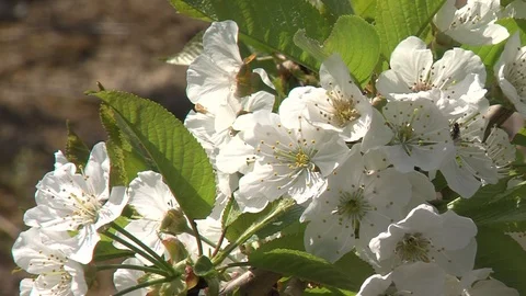 Blossems with insect Stock Footage 88788628