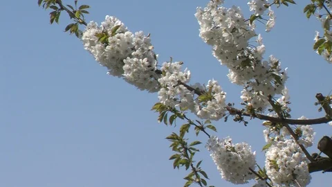 Blossems in orchard during spring Stock Footage 88788174