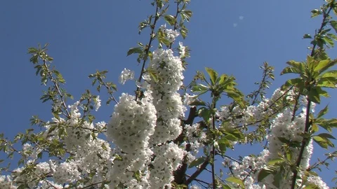 Blossems in orchard during spring Stockbeeldmateriaal 88788241