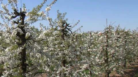 Blossems in orchard during spring Stock Footage 89241342