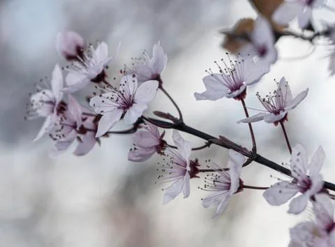 Blossems at start of spring Stock Photos