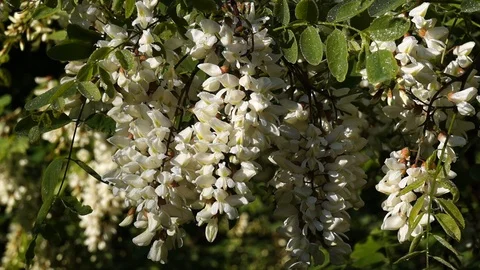 Blossom of acacia tree in spring is white color. Stock Footage 98972036