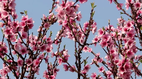 Blossom and bees Stock Footage 47062080
