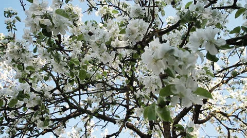 Blossom of apple Stock-Footage 23363727