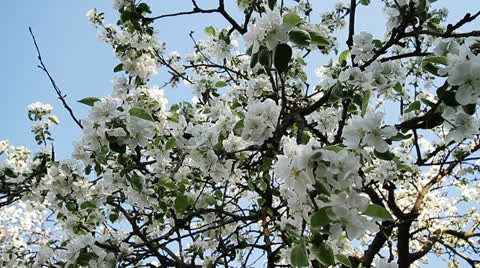 Blossom of apple Видео 23363773