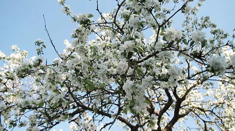Blossom of apple Видео 23364007