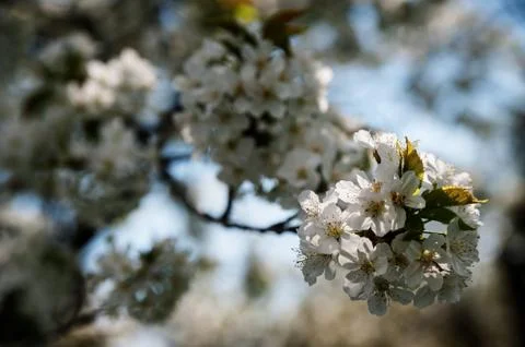 Blossom apple Stock Photos