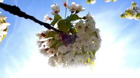 Blossom apple tree. background 库存照片