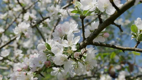 Blossom apple tree on blue sky background. Flowers of branch on spring day Stock Footage 204865835