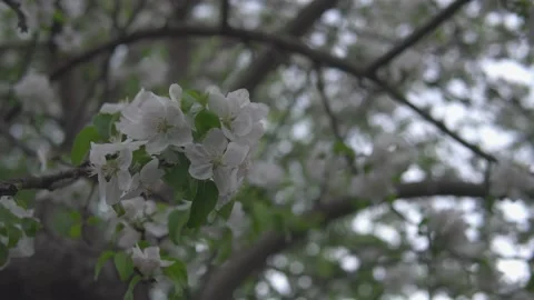 Blossom apple tree branch sways in the wind. The flowering branch of tree Stock Footage 194449183