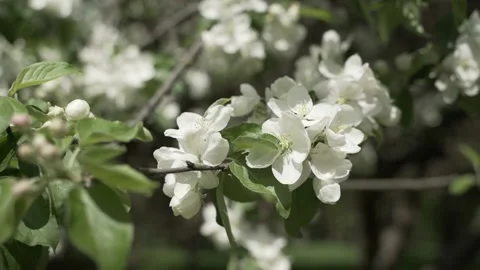 Blossom apple tree with branches with background. Apple tree flower close up Stock Footage 156648127