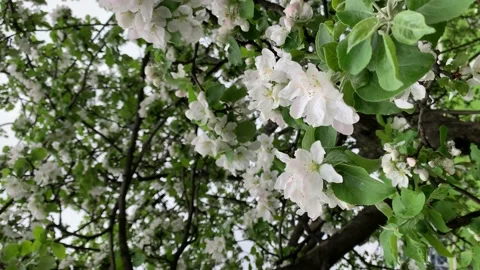 Blossom apple tree with branches with blue sky on background. Apple tree flower Video stock 154545524