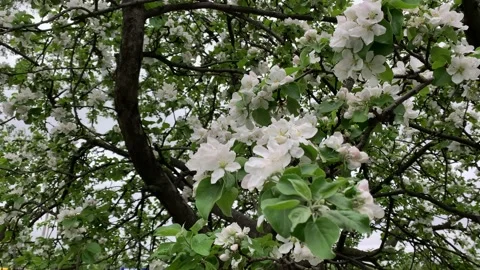 Blossom apple tree with branches with blue sky on background. Apple tree flower Video stock 154646220