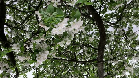 Blossom apple tree with branches with blue sky on background. Apple tree flower 動画素材 154646315