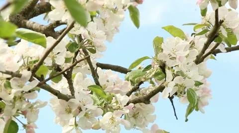 Blossom apple tree branches spring nature footage Video stock 50961003
