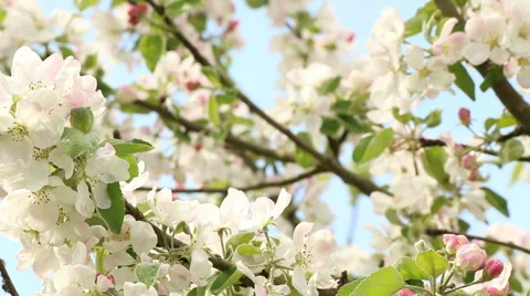 Blossom apple tree branches spring nature footage Stock Footage 50961120
