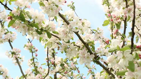 Blossom apple tree branches spring nature footage Video stock 50961313