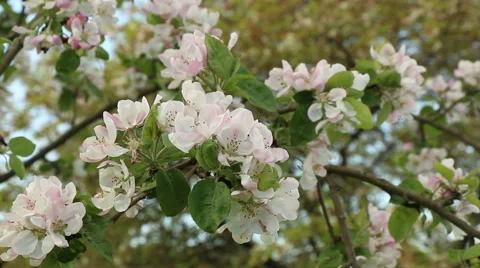 Blossom apple tree branches spring nature footage Video stock 50961330