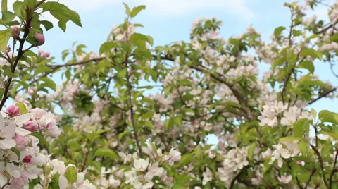 Blossom apple tree branches spring nature footage Video stock 50961377