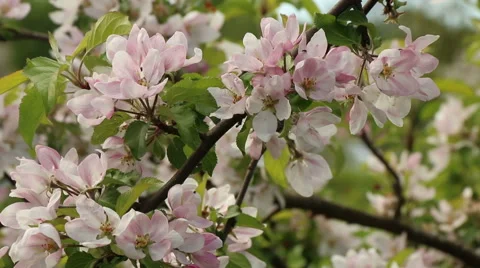 Blossom apple tree branches spring nature footage Video stock 50961632