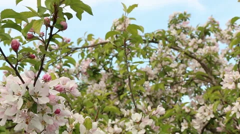 Blossom apple tree branches spring nature footage Video stock 50961662