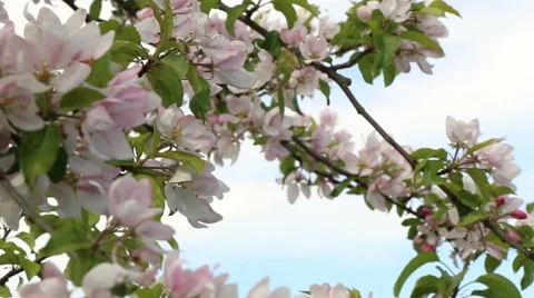 Blossom apple tree branches spring nature footage Video stock 50961689