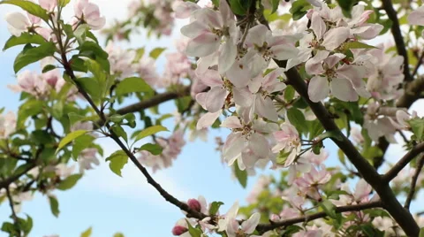 Blossom apple tree branches spring nature footage Video stock 50962022