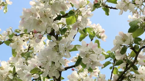 Blossom apple tree branches spring nature footage Video stock 50962103