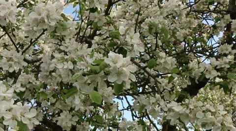 Blossom apple tree branches spring nature footage Video stock 50962621